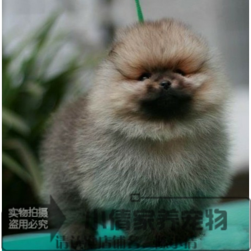 博美动物性别 :公毛长 :长毛(如西施/阿富汗/马尔济斯等)颜色分类