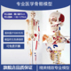 高端医学全身人体骨骼模型骨盆瑜伽关节活动拆卸解剖肌肉结构骨架