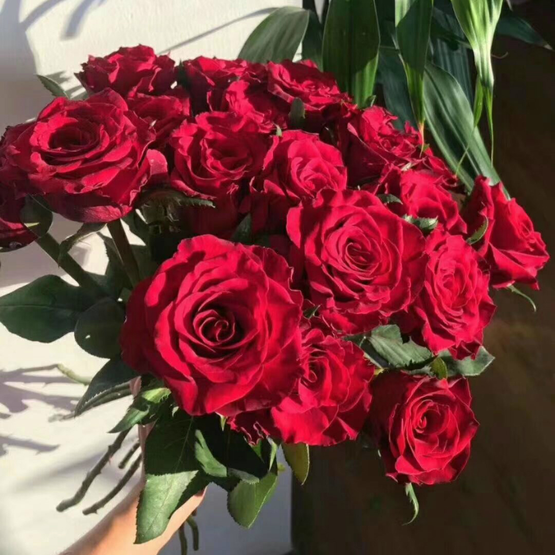 卡罗拉传奇玫瑰鲜花云南基地直销胭脂扣婚礼新娘送礼罗德斯红色 - 花