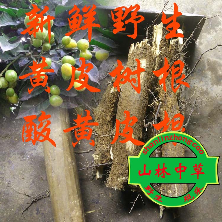 野生新鮮黃皮根 酸 黃皮樹根 酸黃皮根現挖現發整段濕品500克包郵在類目 水產肉類/新鮮蔬果/熟食, 新鮮水果, 其它中 - 來自Buy2taobao.com提供專業的淘寶代購服務