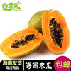 【5斤装】海南三亚新鲜水果红心木瓜牛奶冰糖心木瓜青木瓜|ru 【5斤装】海南三亚新鲜水果红心木瓜牛奶冰糖心木瓜青木瓜|ru