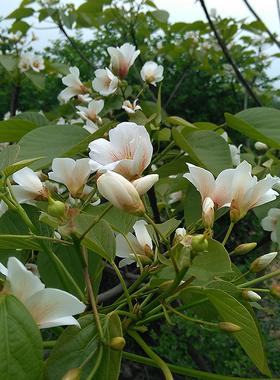 新鲜桐子树叶桐油现采现采桐树叶油桐树果花皮根苗桐树叶粑粑包邮