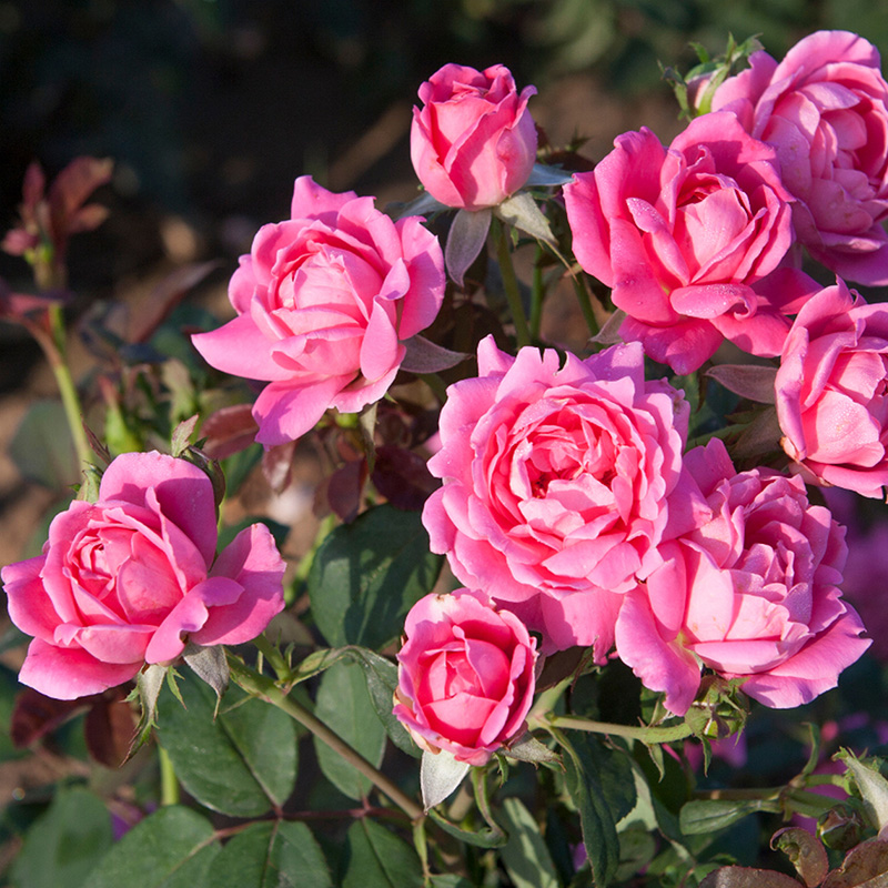 天狼月季 粉色重瓣绝代佳人2.5升盆栽多季灌木庭院花园绿植玫瑰花