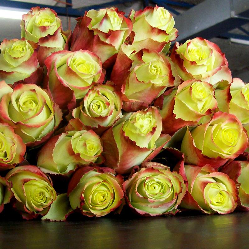 天狼月季的优惠券大全—天狼月季 苏萨2.