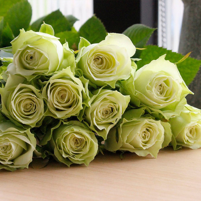 5升盆栽多季绿色切花庭院露台植物玫瑰花卉盆栽