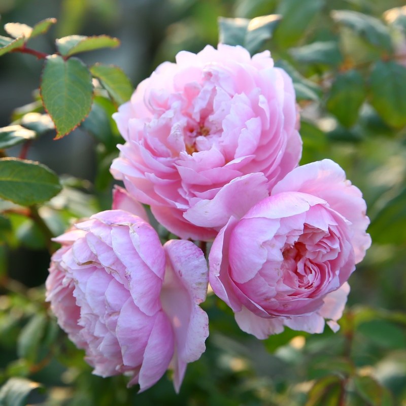 天狼月季玉玲珑/粉妆楼花苗多季开花丰花灌木阳台盆栽花园植物花_不