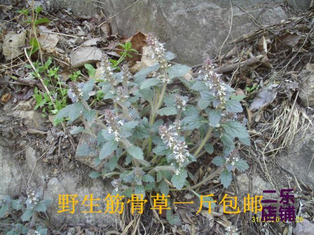 2021年新货中药材野生新鲜筋骨草晒干金疮小草白毛夏枯草两件包邮