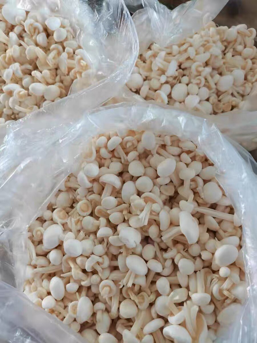 1斤装衢州江山农家自种金针菇盖鲜菇新鲜农家蔬菜白玉金针菇小金