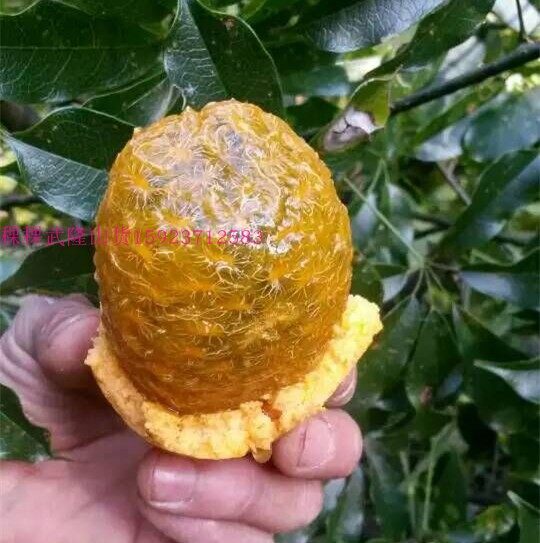 野生水果树苗牛卵坨树苗黄蜡瓜苗九月瓜树苗盆栽地栽苗黄金蕉种苗