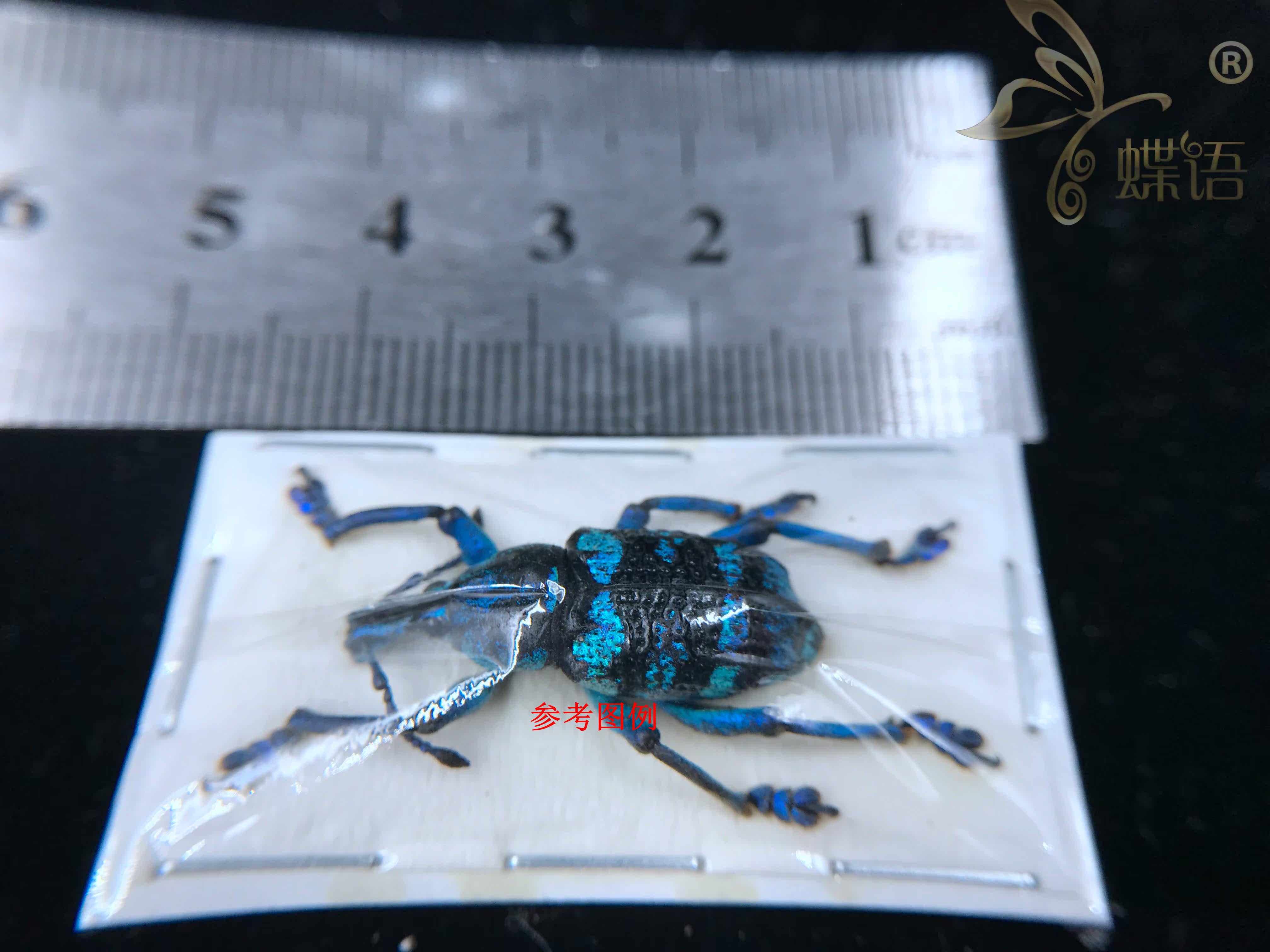 蝶语:真昆虫标本eupholus linnei林奈彩虹象象甲科昆虫标本真虫