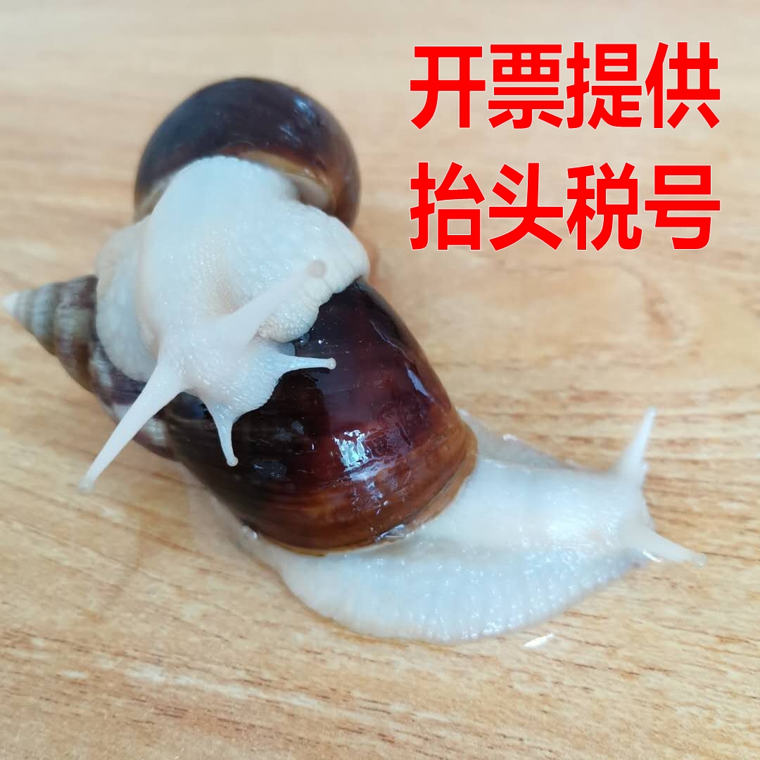 白玉蜗牛活体儿童学生科学课美容宠物观赏套装蜗牛饲养盒饲料钙土在类目 宠物/宠物食品及用品, 水族世界, 螺中 - 来自Buy2taobao.com提供专业的淘宝代购服务
