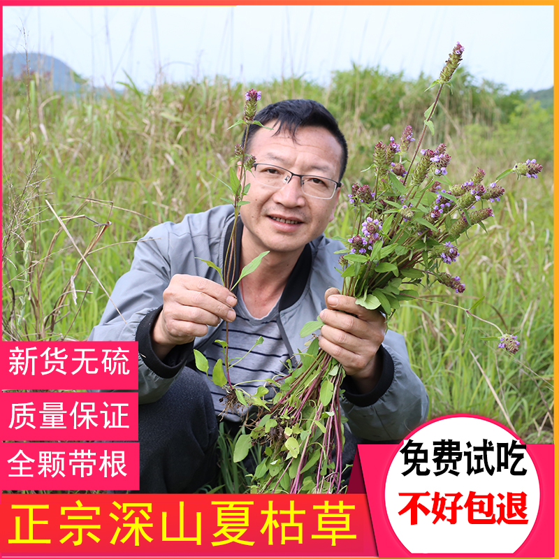 夏枯草深山无硫药材干货草药整棵带根