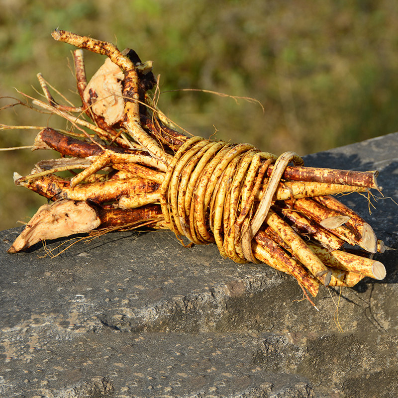 五指毛桃野生500g新鲜现挖牛奶根无硫药材煲汤材料营养食品正品