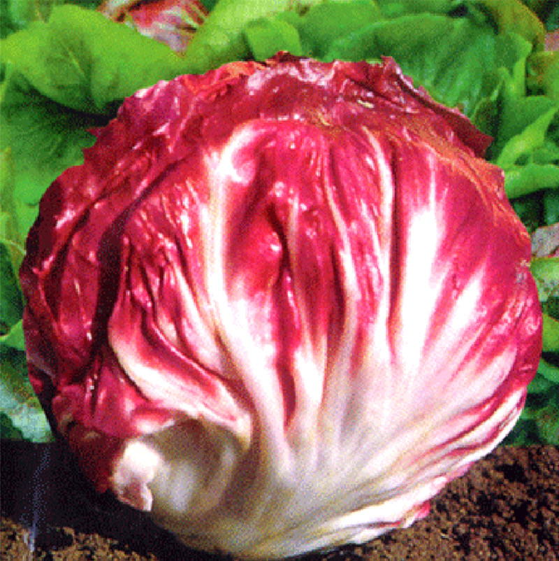 奶油沙拉结球花菊苣一年生花青素蔬菜种子观赏食用好吃好种