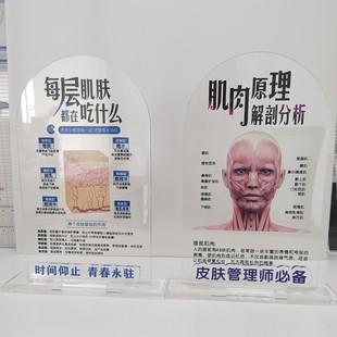 美容展示牌分层抗衰肌肤结构亚克力医学皮肤解剖知识讲解促单医美