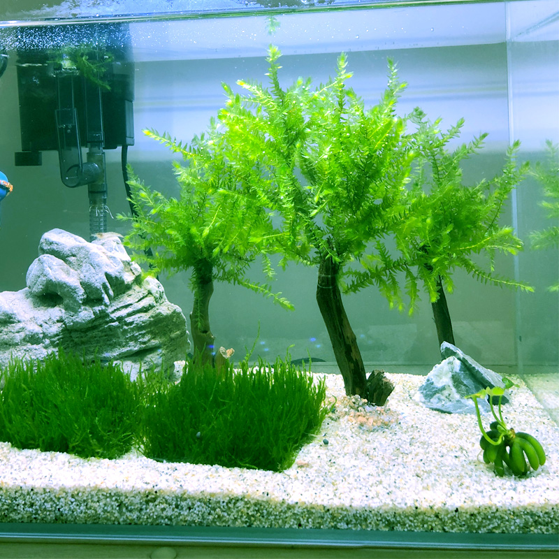 翡翠莫斯树水草鱼缸造景淡水常绿活体植物懒人沉木水草假山石装饰