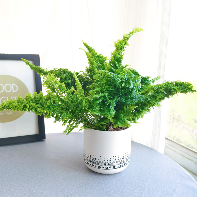 心森岚水培棉花糖蕾丝蕨绿植盆栽铁线蕨波士顿蕨热带网红蕨类植物