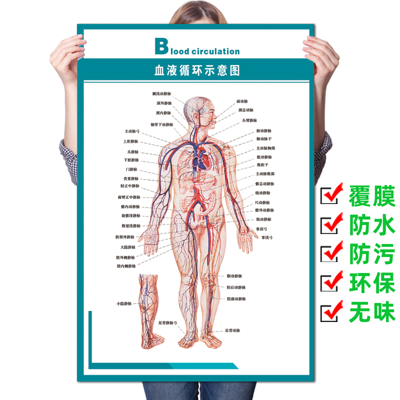 人体血液循环示意图 肌肉骨骼神经血管解剖海报医院分布广告挂图