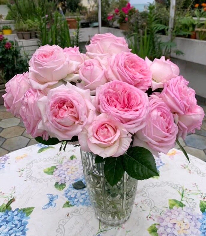 法国月季 米兰少女/ragazza大花浓香 强壮抗病 直立矮小 尼普作品