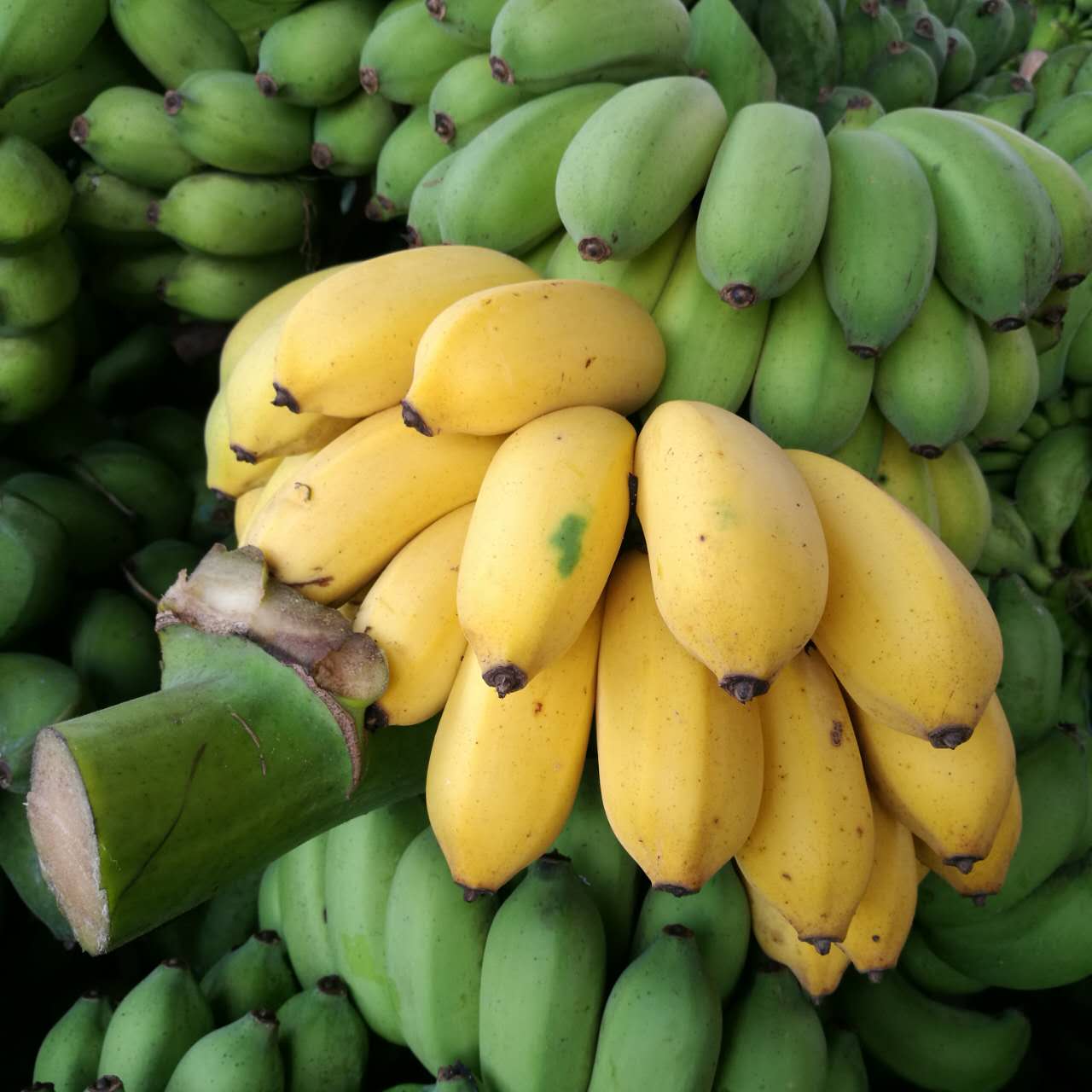 广西农家小米蕉 非美人芭蕉 香蕉 新鲜现摘5斤