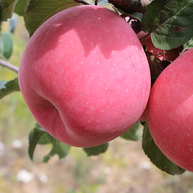 富硒苹果包邮 新鲜_宁夏红富士苹果10斤水果新鲜脆甜富硒苹果当季包邮