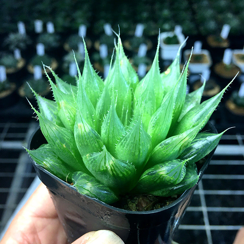 热销稀有多肉 肉嘟嘟_davidii大卫原始针管玉露多肉植物十二卷肉嘟嘟