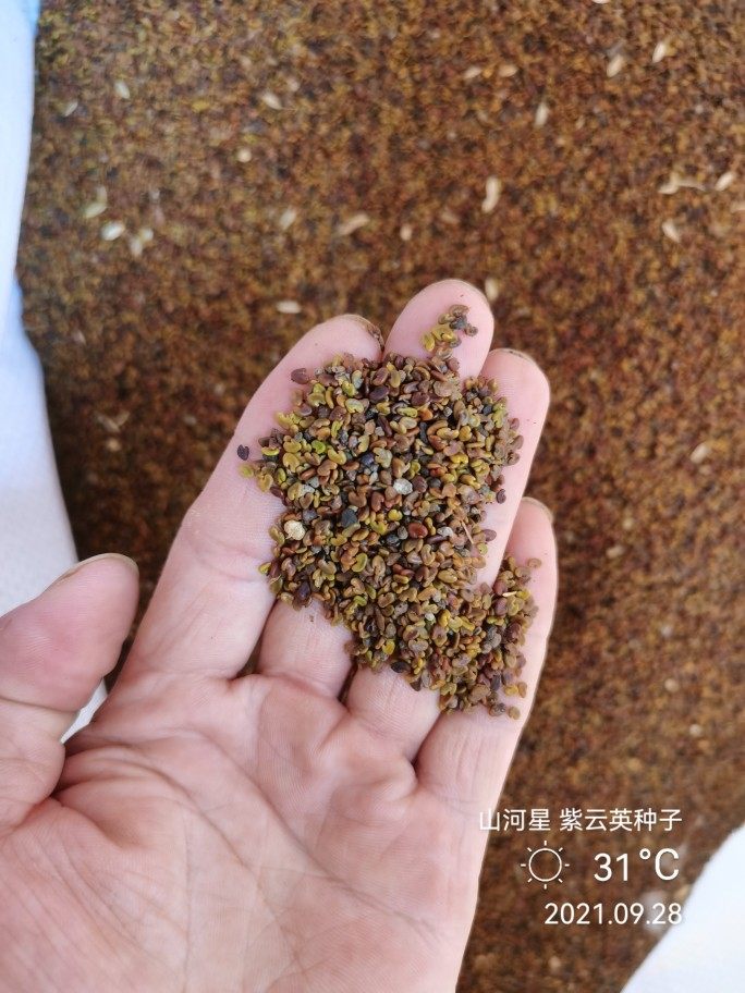 闽紫云英种子绿肥牧草种籽养蜂蜜源红花草籽果园四季野花草种花海