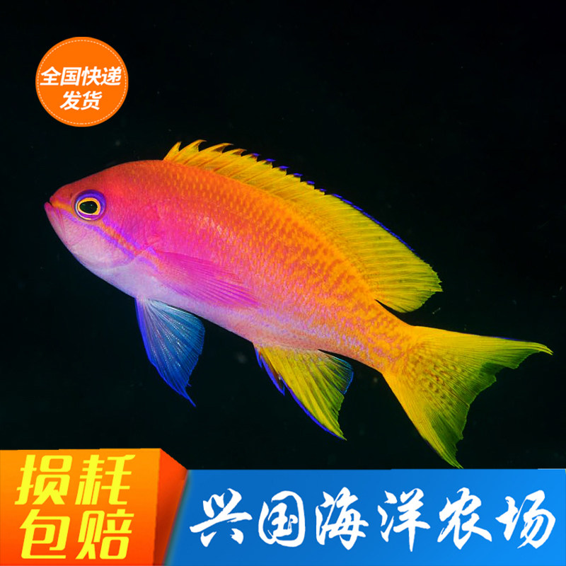 双斑宝石 海金鱼紫罗兰彩霞仙子紫印紫后兴国海洋农场小丑蓝眼