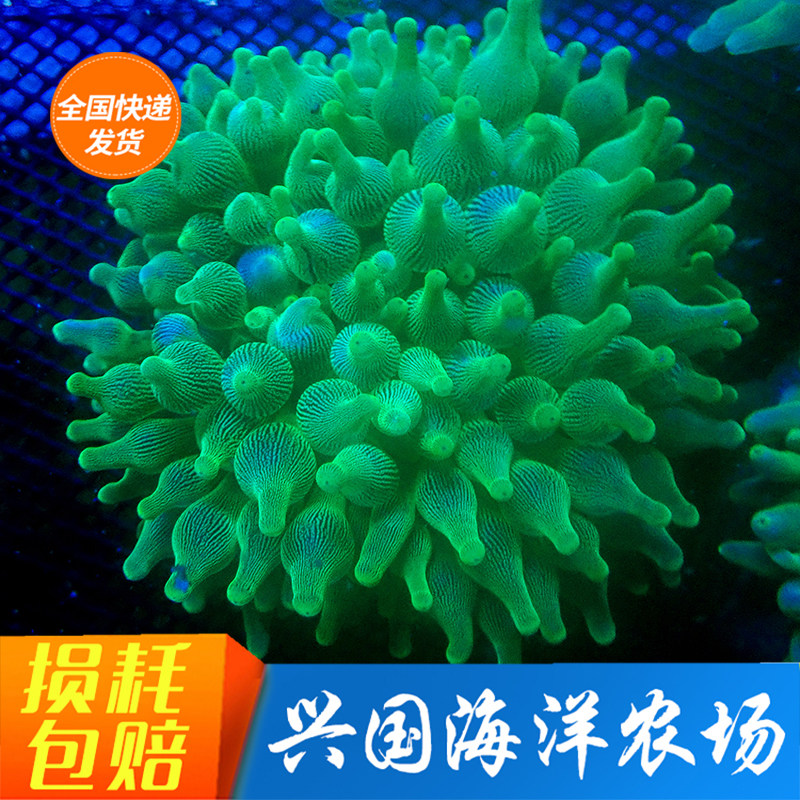 向日葵地毯海葵_百科图片_饲养繁殖_雌雄鉴别_sbike