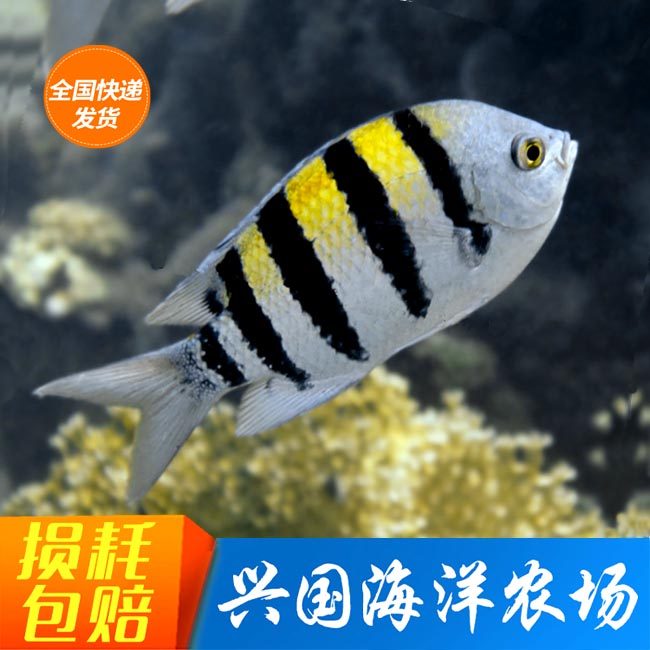 特价小丑鱼_五间雀 海水鱼活体海缸新手闯缸鱼岩豆娘小丑鱼雀鲷鱼容易