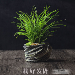 苔藓植物微型盆景观创意生态瓶微景观绿植盆栽茶盘办公室桌面摆件