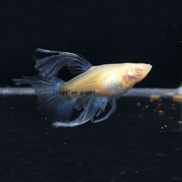 孔雀鱼凤尾鱼活体小型鱼蓝白蝶翼大c淡水热带观赏鱼苗蓝礼服缎带