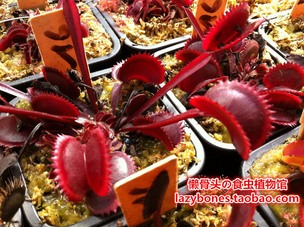 优惠券后15元,食虫植物-红色食人鱼捕蝇草 超大型花苗驱蚊盆栽美观赏