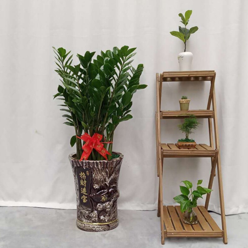 特价发财树盆栽大盆