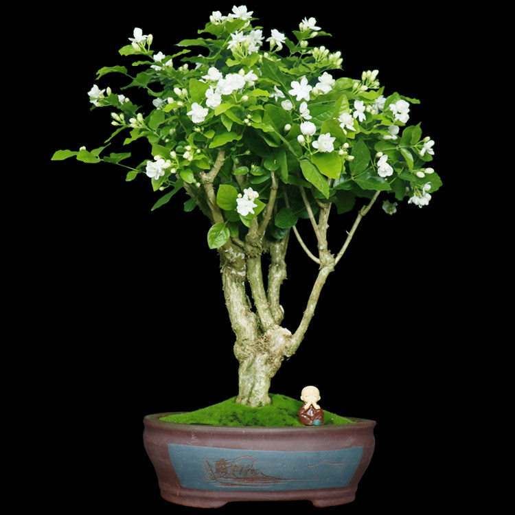 园艺植物庭院_重瓣茉莉花老桩盆景花卉植物室内带花苞园艺庭院开花不