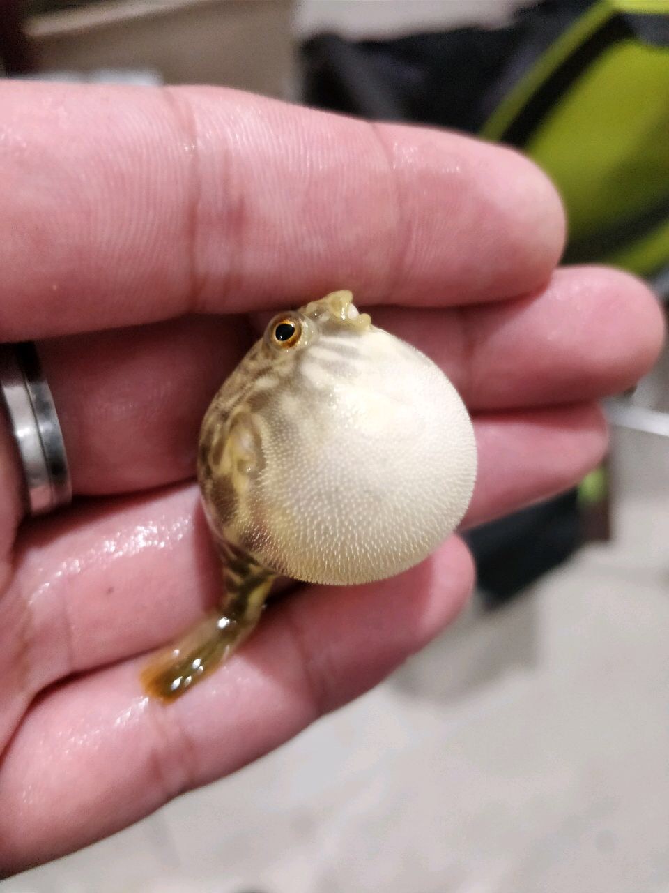 优惠券后8元,斑马狗头鱼活体 黄胖子 淡水热带鱼 毛