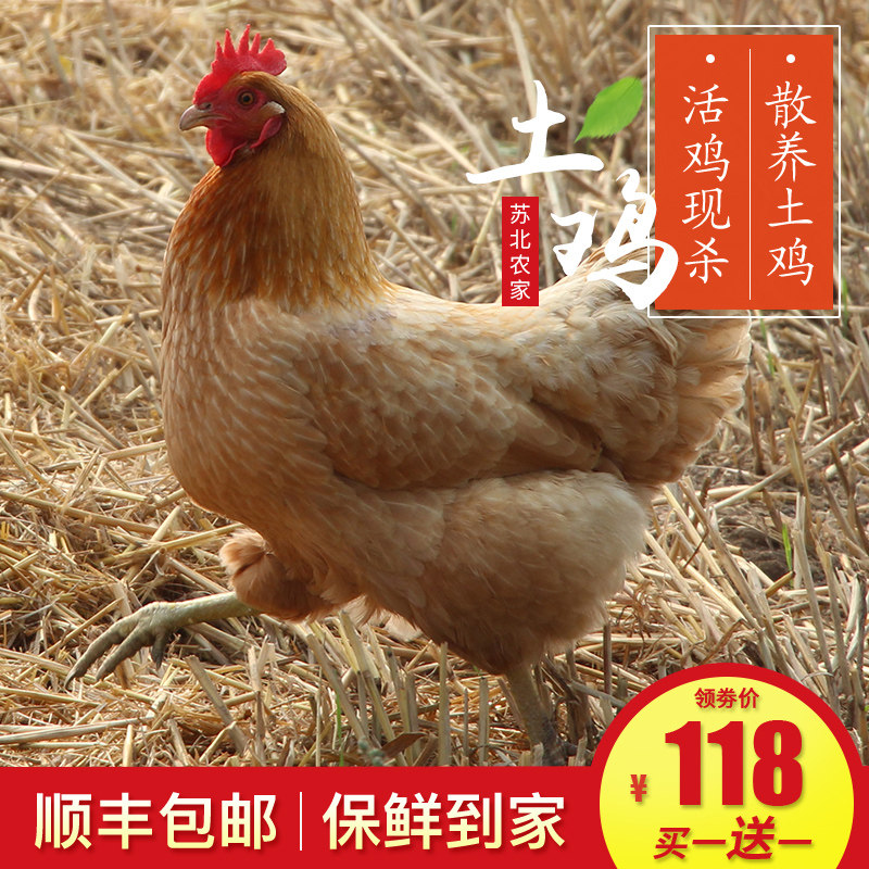 土鸡散养农家老母鸡活鸡走地鸡整鸡草鸡柴鸡土家生态鸡笨鸡月子鸡