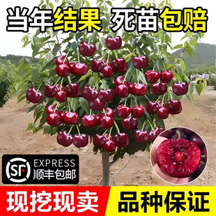 车厘子树苗樱桃树苖南方北方种植盆栽庭院果树矮化嫁接大樱桃树苗