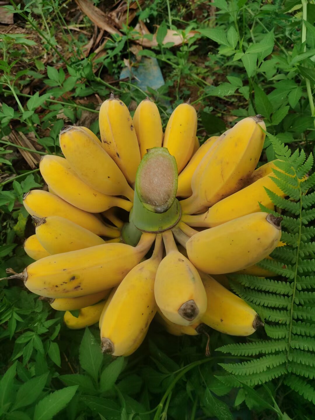 广西苹果蕉新鲜香蕉正宗粉蕉奶蕉蛋蕉(5月大果 6-7月特大果)