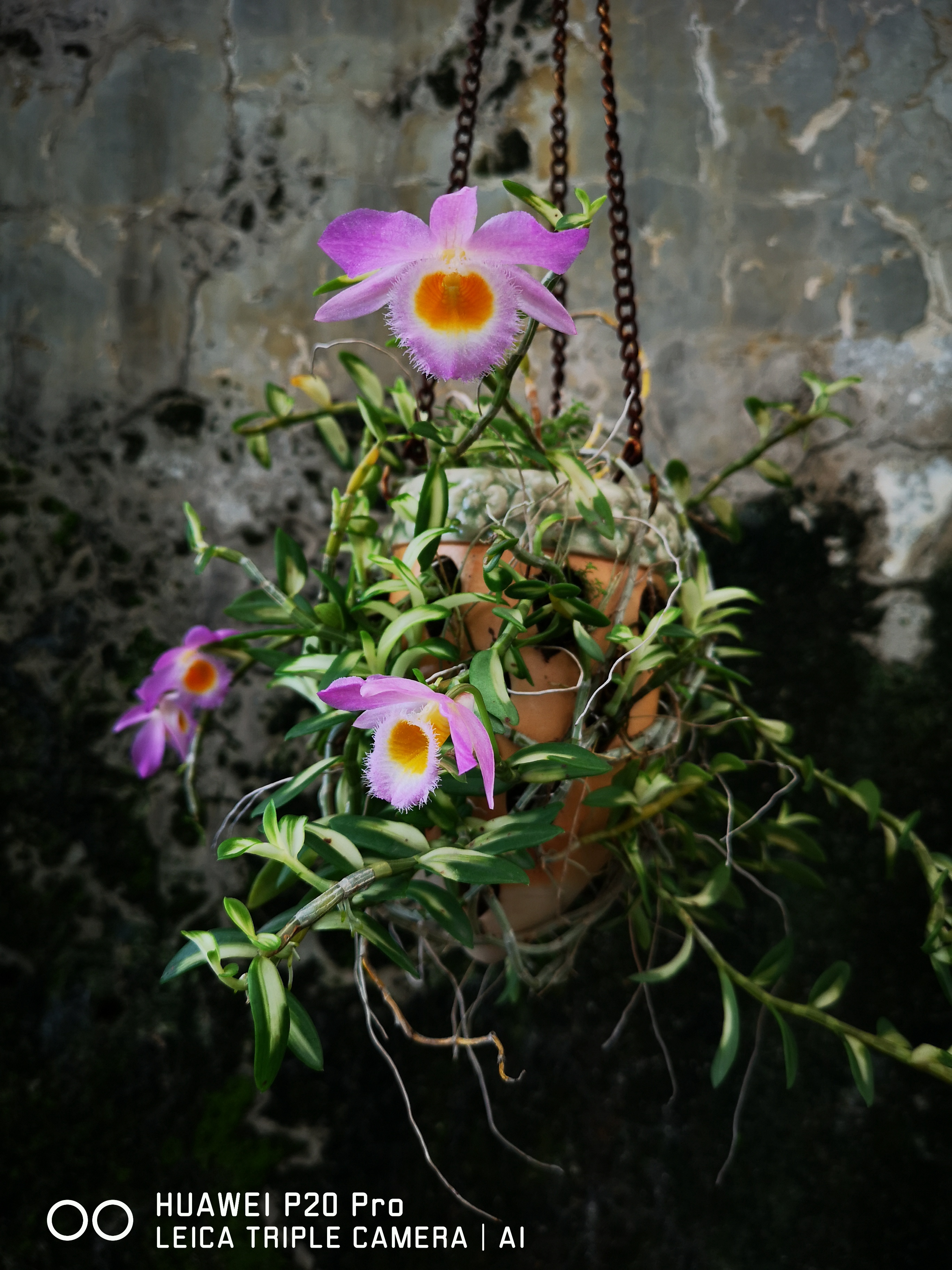 多苗包邮denloddigesiirolfe叶艺美花石斛蟠龙石斛原种石斛兰