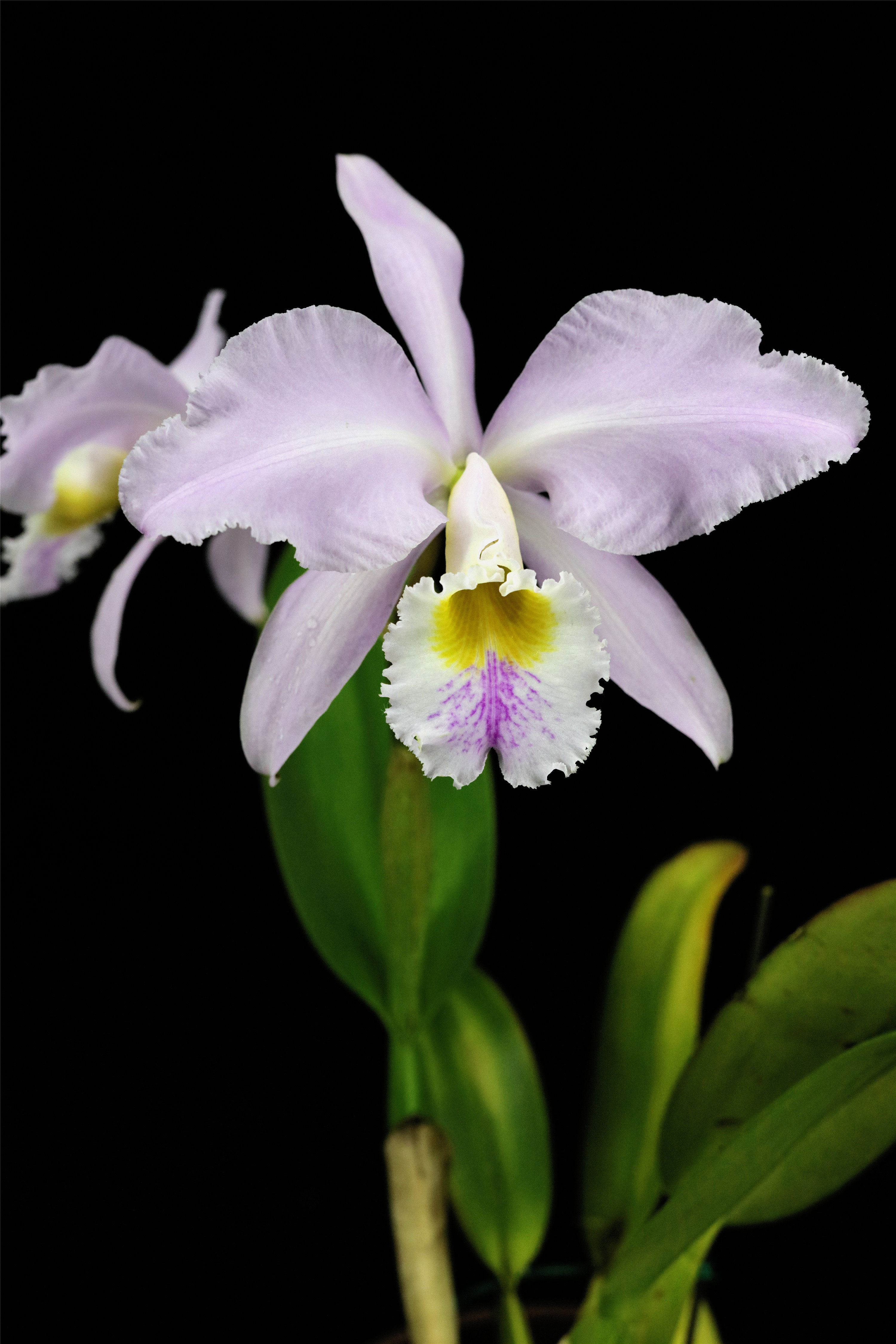 番茄雅韵堂c. gaskelliana concolor黄喉嘎斯1#原种卡特兰花