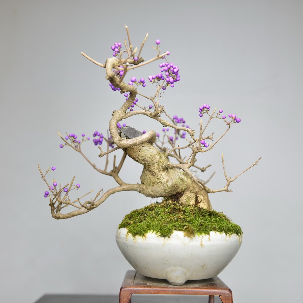 中国记忆紫珠盆景紫色紫式部小品日本提根进口绿植