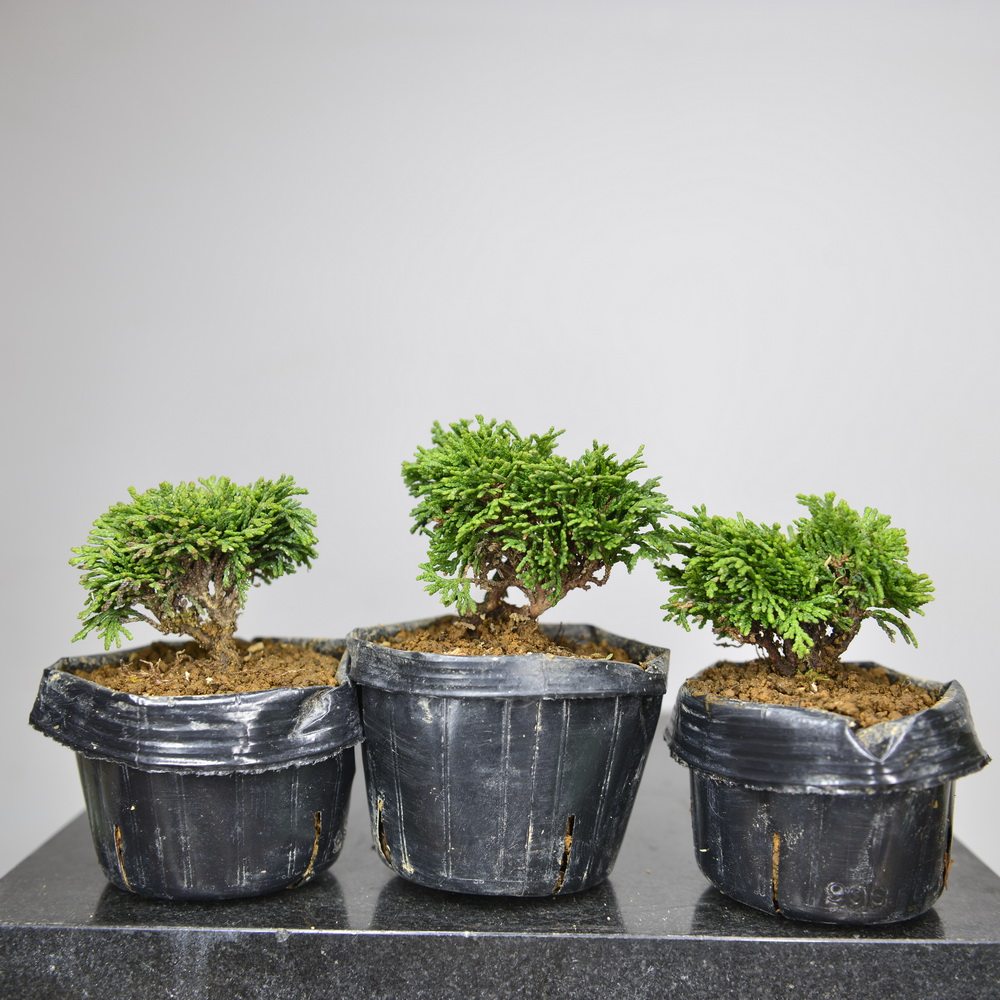 中国记忆桧柏连山小品素材盆景盆栽室内桌上绿植