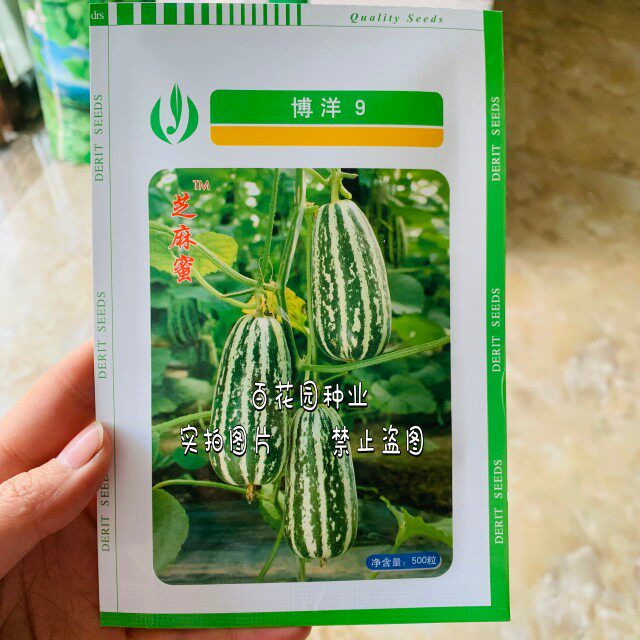 天津德瑞特博洋9号甜瓜种子芝麻蜜甜瓜小瓜种籽花脆瓜薄皮甜度好