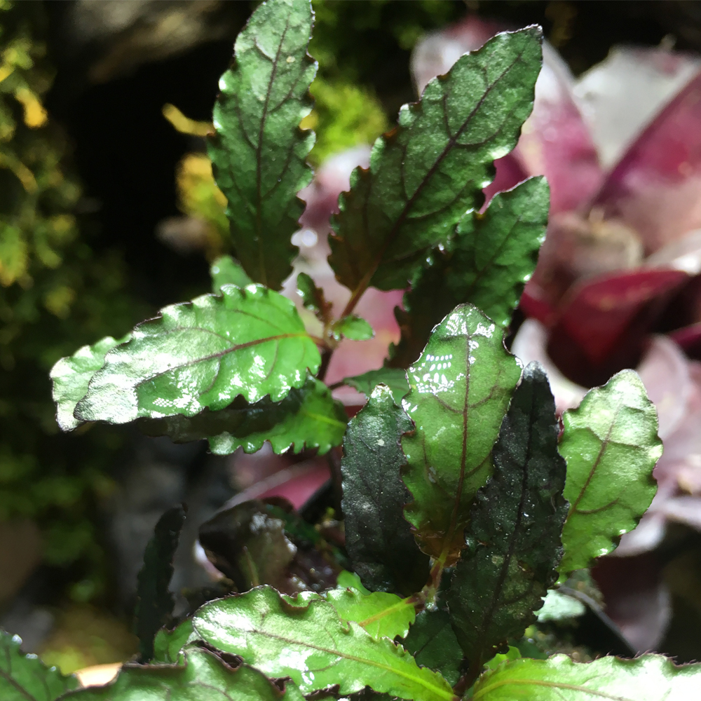 辣椒榕匍匐半柱花 hemigraphis repanda 水上叶水草 雨林缸养植物