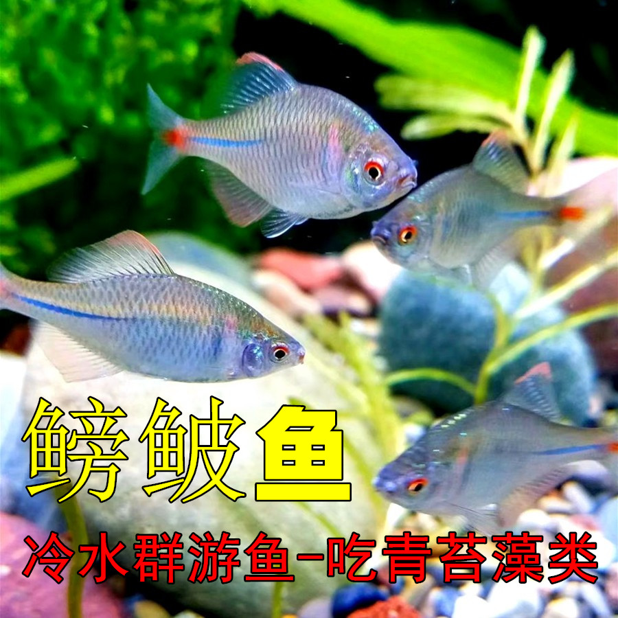 鳑鲏鱼活体