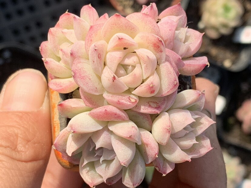 2女王玫瑰 桃薰/白体/颜如玉,群生单头多肉植物,花果山多肉园