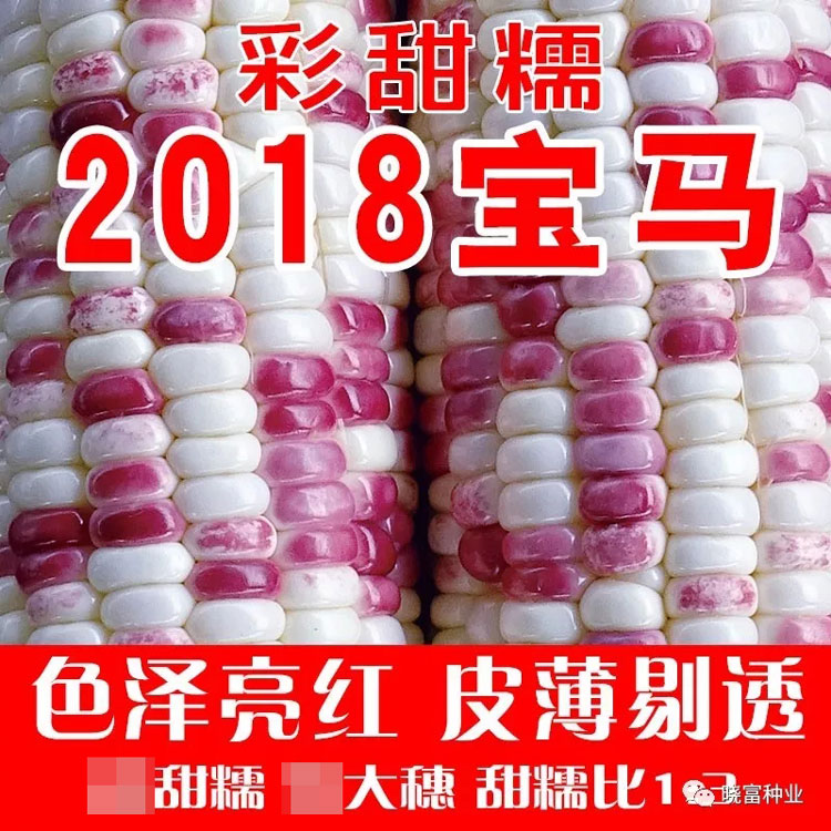 晓富2018宝马彩色玉米种籽高产耐热春秋播大田甜糯花彩玉米种子