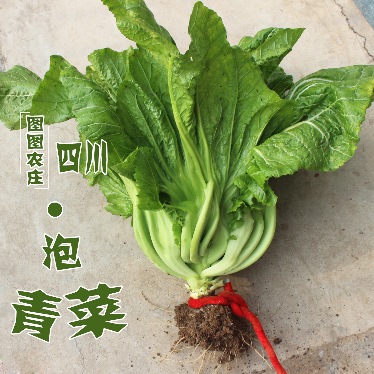 绿色蔬菜小青菜高清图片下载-正版图片500499073-摄图网