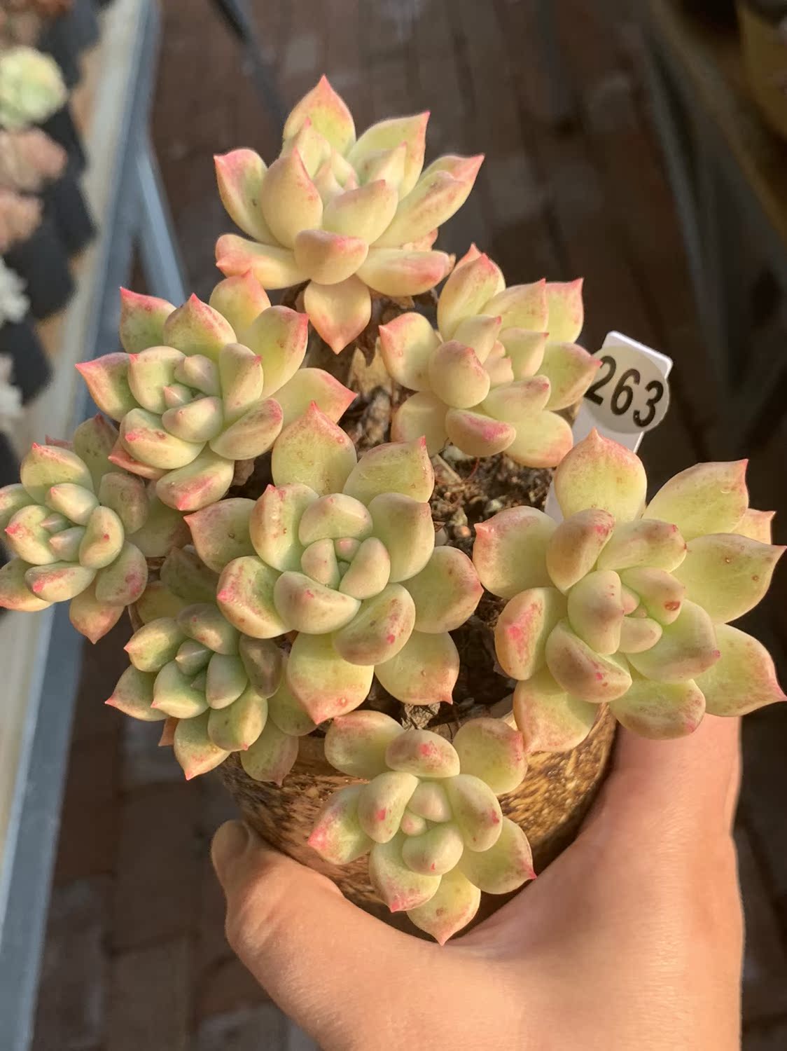 一折璀璨多肉_一物一拍精品控养多肉群生自然无砍整群绚丽璀璨优惠券